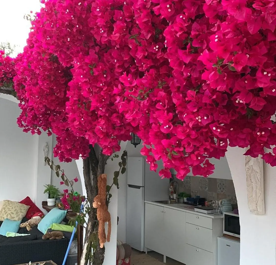 Studio De La Casa Paraiso Avec, En Plus, Une Terrasse Privative Exterieure Semi Couverte Equipee D'Un Salon D'Un Coin Repas D'Une Kitchenette, La Grande Piscine Et Les Jardins Sont Partages, A Proximite Des Plages De Fuseta Et De La Ria Formosa Moncarapacho 0*,